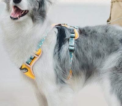 它愿（广东）宠物用品有限公司